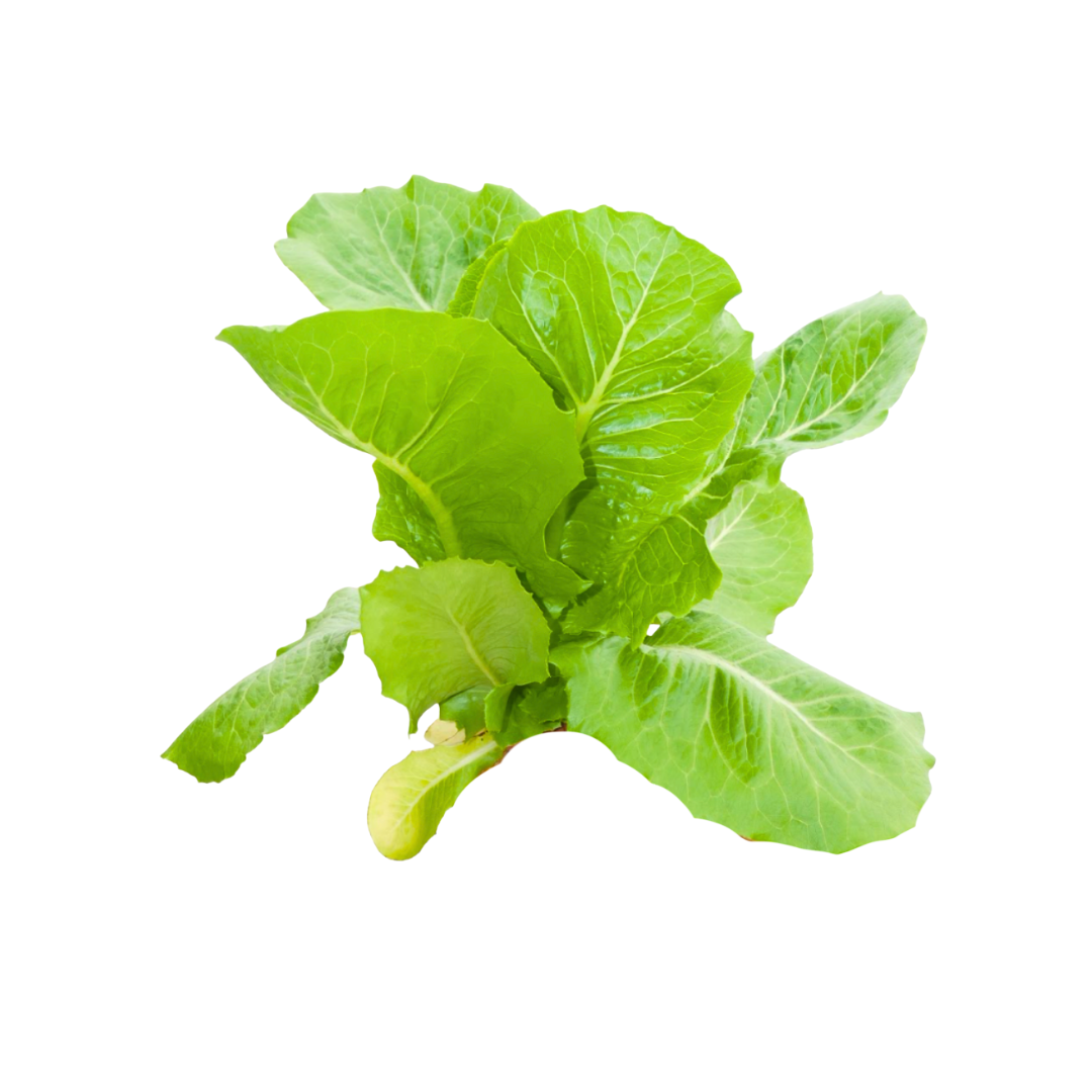 More Veggies Please Romaine Lettuce 180g More Veggies Please Romaine Lettuce 180g